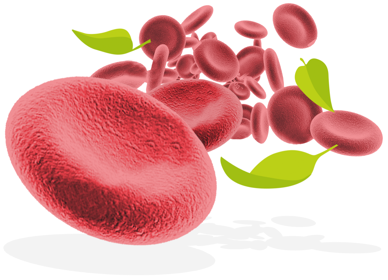 Red blood cells and leaves