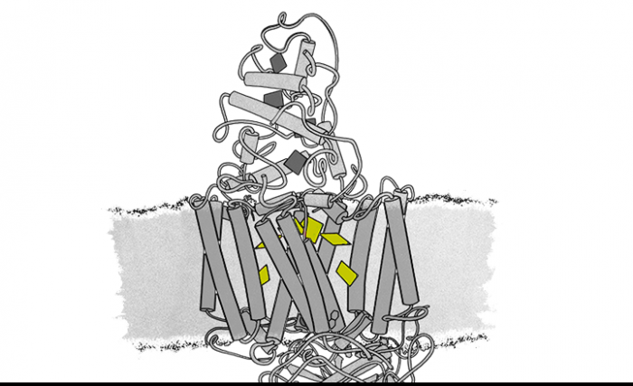 Drawing of a photosynthetic reaction center