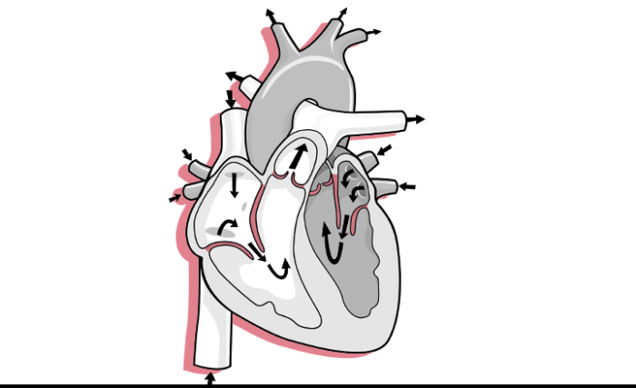 Illustration: Querschnitt durch ein menschliches Herz, Blutflussrichtung und akzenturierte Herzklappen