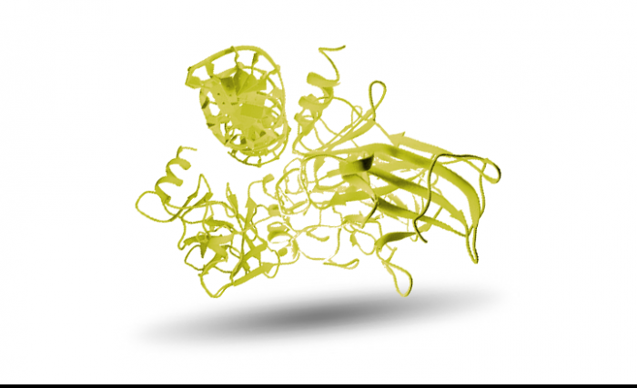 Protein p53 