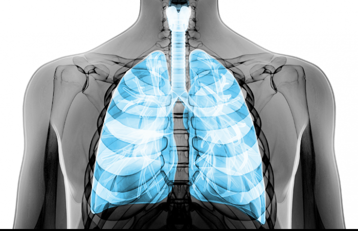 Illustration showing the lung in the upper body